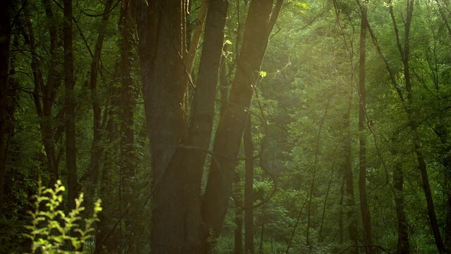 A 4K lush forest motion background with real particles and light rays.