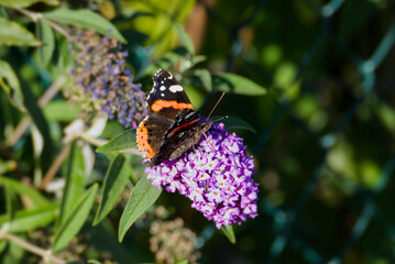 Red admiral butterfly (Vanessa Atalanta) perched on summer lilac in Zurich, Switzerland