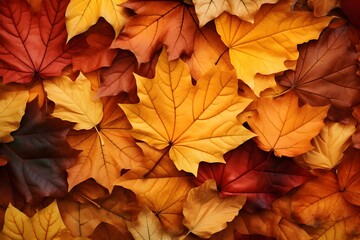 Naklejka na ściany i meble Autumn leaves background. Colorful autumn leaves background. Top view.
