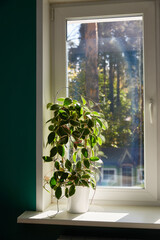 Variegated foliage of hoya carnosa variegata Krimson Queen on sunny windows sill