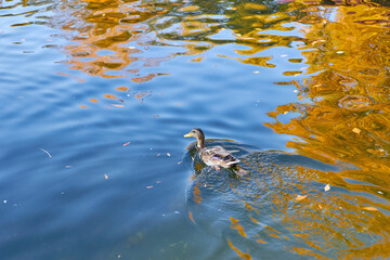 a waterfowl duck in autumn on the lake.