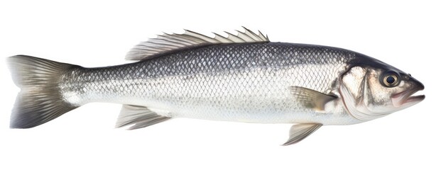 One fresh sea bass fish isolated on white background.