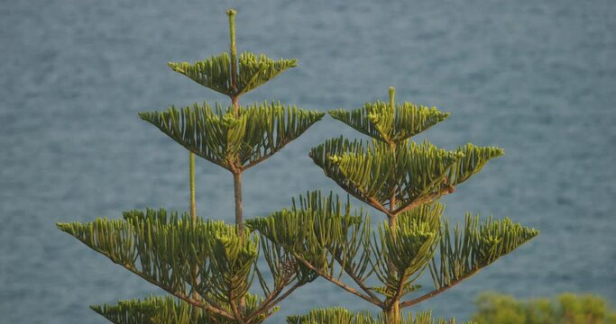 Incekum, Turkey Pine Tree. Araucaria Heterophylla Or Excelsa Is Species Of Conifer. Sometimes Called Star Pine No Stinging Ones Shed Needles. Tree Is Endemic To Norfolk Island. Vernacular Name Norfolk
