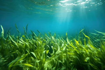 Foto op Plexiglas Underwater view of a group of seabed with green seagrass. © MSTASMA