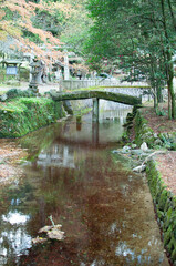 bridge over river in the forest