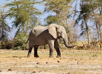 Les éléphants d' Amboseli au Kenya