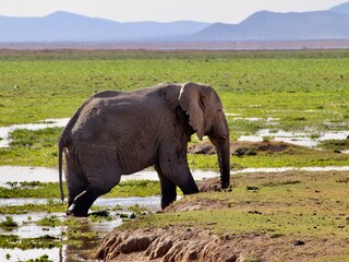 Fototapeta premium Les éléphants d' Amboseli au Kenya