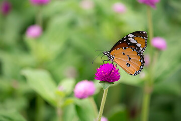 Yellow with black Butterfly on Violet Flowers with Blurred Green Background