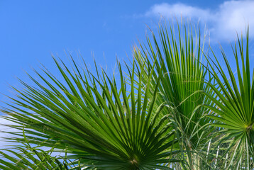 palm leaf against blue sky
