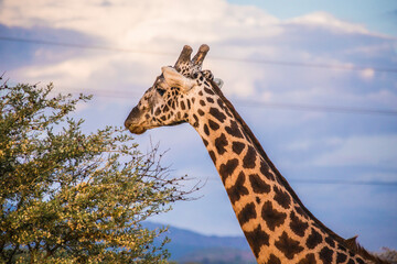 Giraffe head close up in Masai Mara National Reserve, Kenya