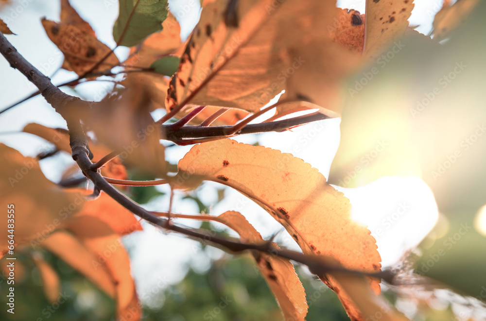 Wall mural Autumn leaves