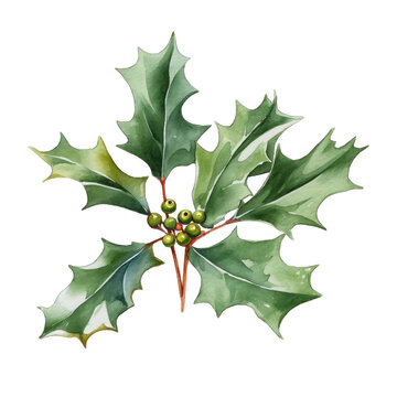 Christmas holly leaf watercolor on a transparent background Png