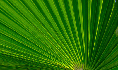 palm leaf as a background for photos 7 - Powered by Adobe