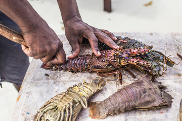 Close up of chef's hands cleaning raw seafood for cooking, Zanzibar, Tanzania. Raw fresh lobster and cray fish cutting.