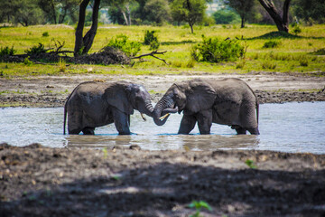 African elephants in the pond at Tarangire National Park, Tanzania
