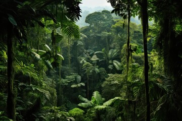 Fototapeta premium Lush rainforest canopy viewed from a bird's perspective.
