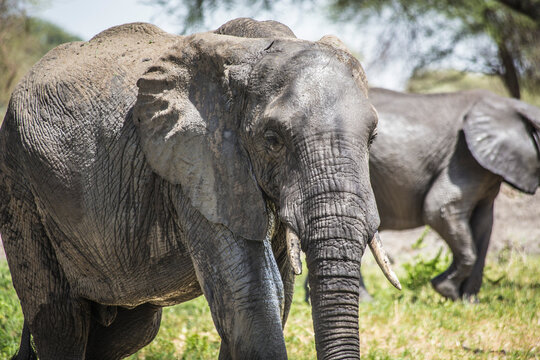 African elephant face close up, Tsavo East National Park, Kenya
