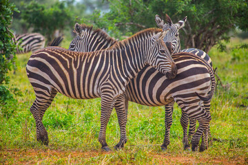 Fototapeta na wymiar African zebras on grasslands at Serengeti National Park, Tanzania.