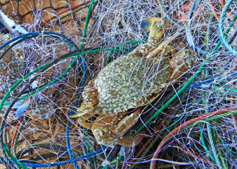 Crabs in a fishing nets