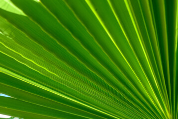 Obraz premium palm leaf as a background for photos 4