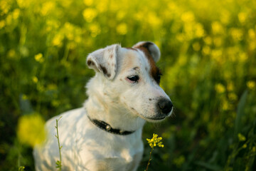Obraz premium jack Russell terrier breed dog, sitting in a field of yellow rapeseed flowers