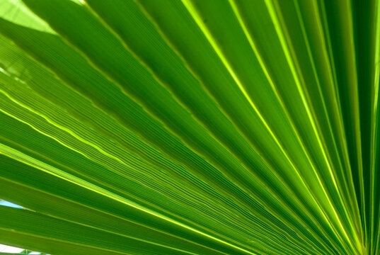 palm leaf as a background for photos 4