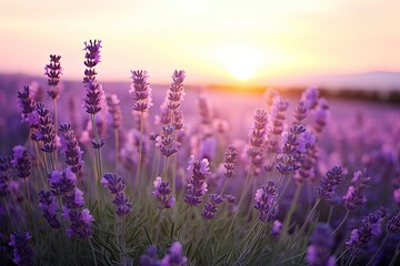 Obraz premium Close up lavender flowers in beautiful field at sunset.