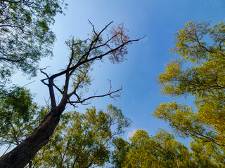 Looking up to the blue sky through the colorful larch on a sunny autumn day in the forest. Perfect for nature background or wallpaper. 