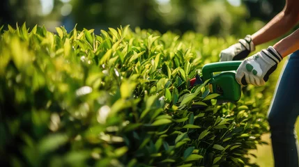 Foto auf Acrylglas Sunny day, professional gardener trimming a hedge, cut green bushes near the house. © IndigoElf