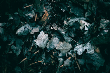 Dry Autumn leaves on the forest floor
