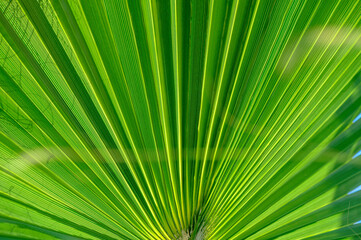 palm leaf as a background for photos 13