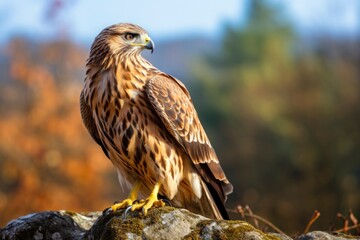 Hawk sitting on rock looking for prey.