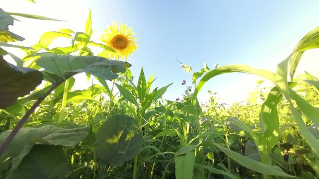 sch&ouml;ne Sonnenblumen wiegen sanft im Wind auf wundersch&ouml;nem Sonnenblumenfeld, blauer Himmel, Nahaufnahme, Insekten