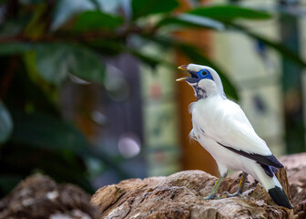 Bali Mynah (Leucopsar rothschildi) Outdoors