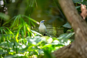 Obraz premium Bali Mynah (Leucopsar rothschildi) Outdoors