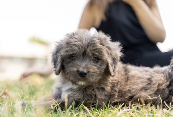 puppy laying on the grass
