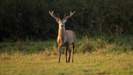Naklejka na ściany i meble red deer in the nature habitat during the deer rut european wildlife