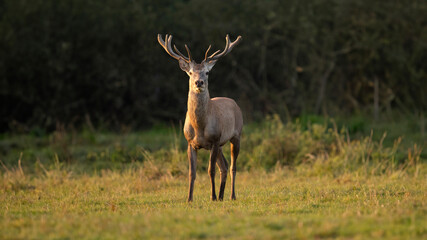 Fototapeta premium red deer in the nature habitat during the deer rut european wildlife