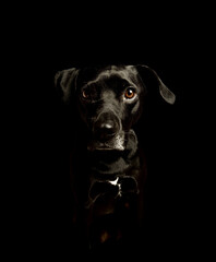 black dog portrait on a black background
