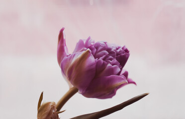 One peony pink tulip on a light background. A large bud with lush petals of a delicate color.