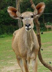 Naklejka na ściany i meble Common eland in the zoo