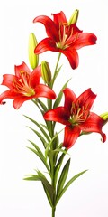 Red Lilies isolated on white background.