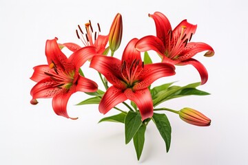 Red Lilies isolated on white background.