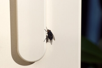 Closeup of a Blue bottle fly (Calliphora vicina) on a white handle of a sliding door. Family blow...