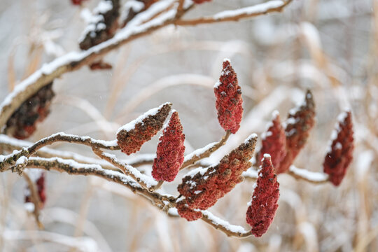 Schneebedeckte Fr&uuml;chte des Essigbaum Rhus typhina
L.