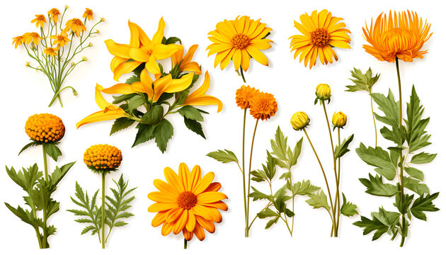 Beautiful Bulgarian flowers and nature elements, set of various types of Jerusalem artichoke and Silk vine, Pot marigold, isolated on white background