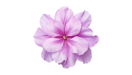 purple flower isolated on transparent background cutout