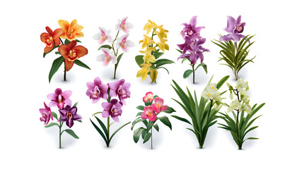 Beautiful tropical flowers orchids plant nature elements, set of various types of tropic Cattleya and Vanda orchids flowers and green leaves isolated on white background  - obrazy, fototapety, plakaty