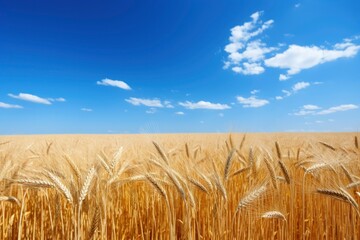 Wheat field under blue sky.