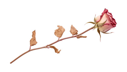 dry rose isolated on transparent background cutout